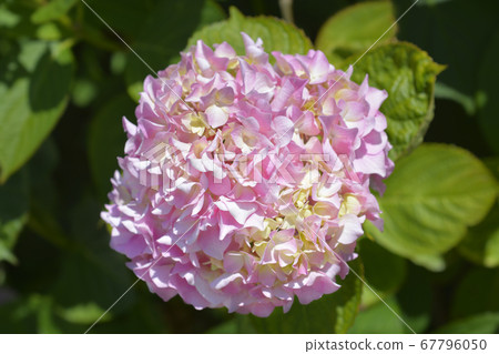 French hydrangea French hydrangea 67796050
