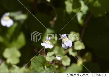 Kenilworth Ivy Kenilworth Ivy 67796051