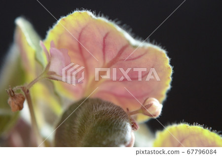 室內植物聖保利皇后的葉子上 室內植物聖保利皇后的葉子上 67796084