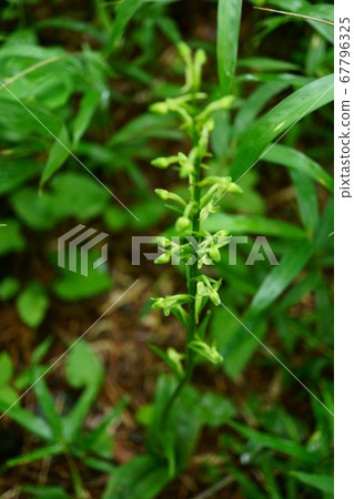 1397 dragonfly 67796325