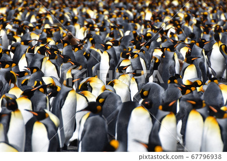 Nestling of the King Penguin (South Georgia Island) 67796938
