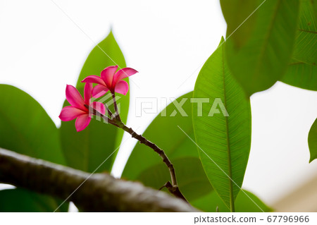 Plumeria Plumeria 67796966