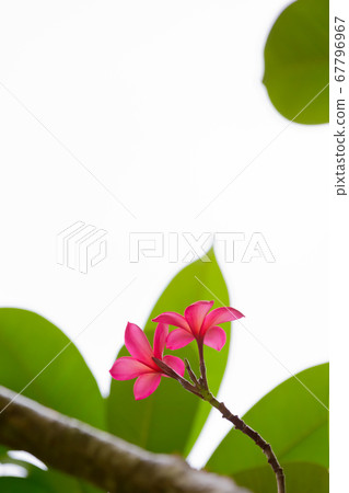 Plumeria Plumeria 67796967