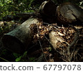 Fallen tree Fallen tree 67797078