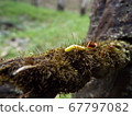 Larva Larva 67797082