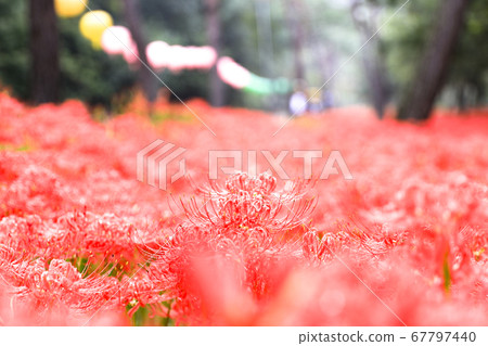 布爾加普薩商業化 67797440