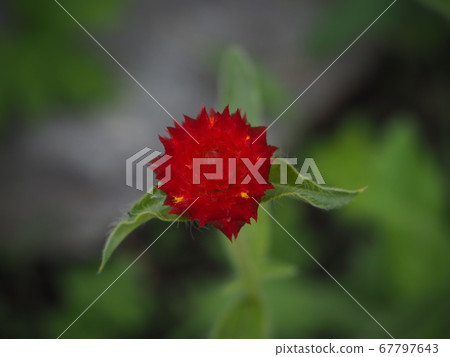 千日紅 67797643