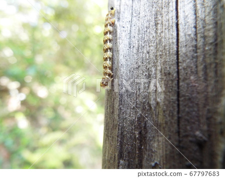 Larva Larva 67797683