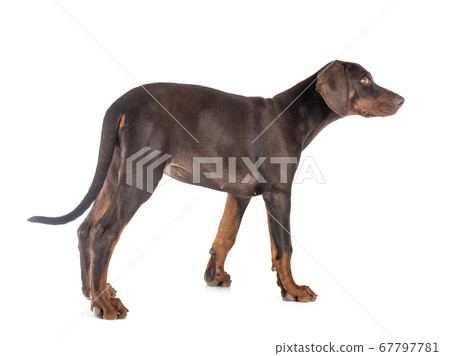 puppy doberman pinscher in studio puppy doberman pinscher in studio 67797781