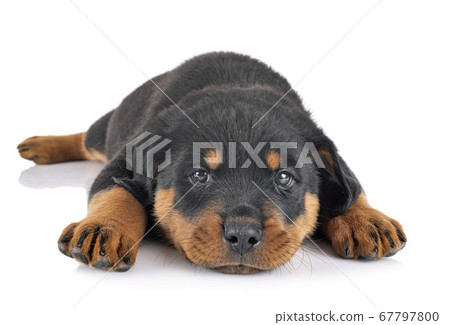 puppy rottweiler in studio 67797800