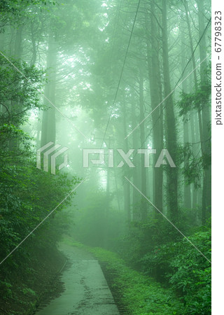 Foggy road 67798323