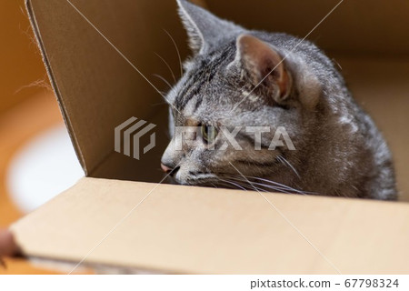 Cat in a cardboard mackerel cat Cat in a cardboard mackerel cat 67798324