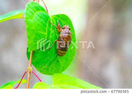 cicada larvae