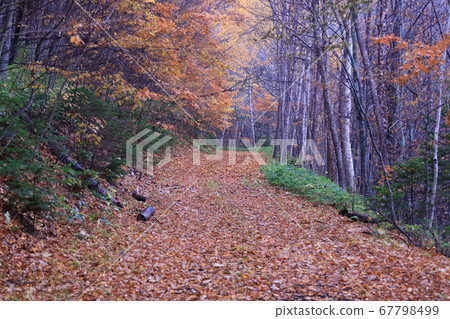 Autumn leaves in Eastern Hokkaido 67798499
