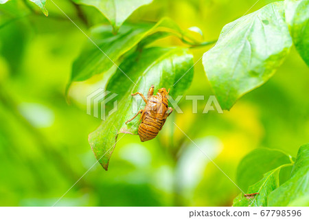 Cicada's shell [Nagano Prefecture] 67798596