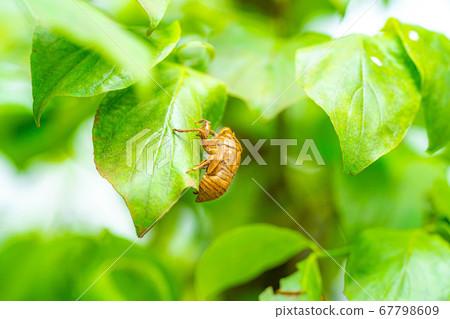 Cicada's shell [Nagano Prefecture] 67798609