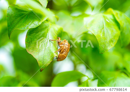 Cicada's shell [Nagano Prefecture] 67798614
