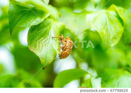 蟬的殼[長野縣] 67798620