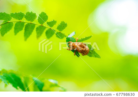 Cicada's shell [Nagano Prefecture] 67798630
