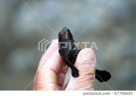 Sea Turtle Survey Sea Turtle Survey 67798685