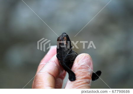 Sea Turtle Survey Sea Turtle Survey 67798686