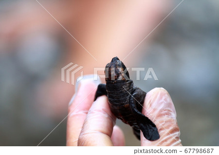 Sea Turtle Survey 67798687