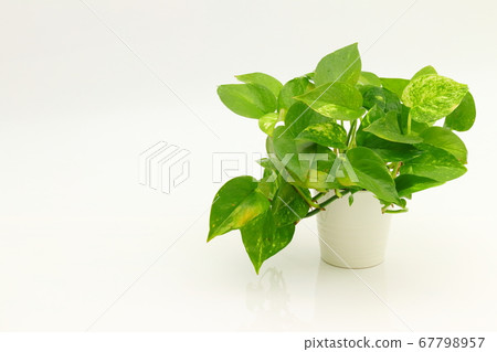 金色的pothos 67798957