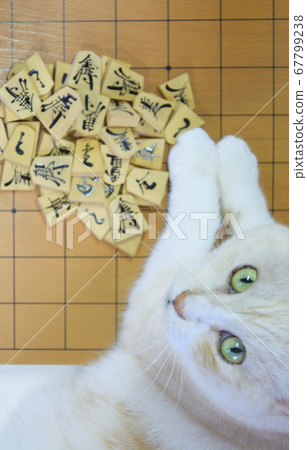 干擾將棋的貓 67799238