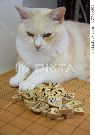 A cat that interferes with shogi A cat that interferes with shogi 67799308