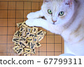 干擾將棋的貓 67799311