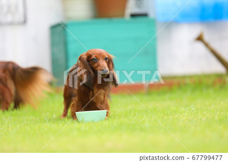 達克斯獵犬在花園裡玩耍 達克斯獵犬在花園裡玩耍 67799477