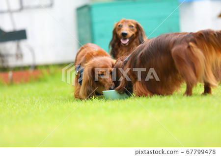 達克斯獵犬在花園裡玩耍 達克斯獵犬在花園裡玩耍 67799478