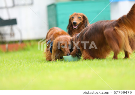 達克斯獵犬在花園裡玩耍 達克斯獵犬在花園裡玩耍 67799479