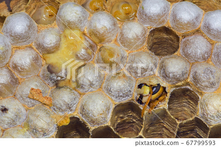 Hatching European Hornet Hatching European Hornet 67799593