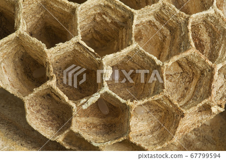 European Wasp Eggs European Wasp Eggs 67799594