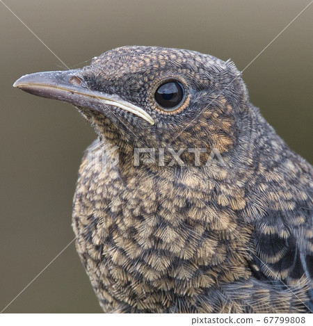 A young yellow-eared bulbul waiting for its parent to return A young yellow-eared bulbul waiting for its parent to return 67799808