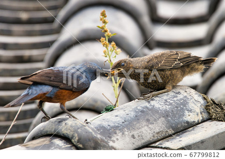 A young yellow-eared bulbul that receives food from its parent bird 67799812