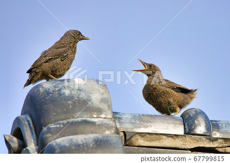 年輕的黃耳bulb，向其親鳥乞討食物 67799815