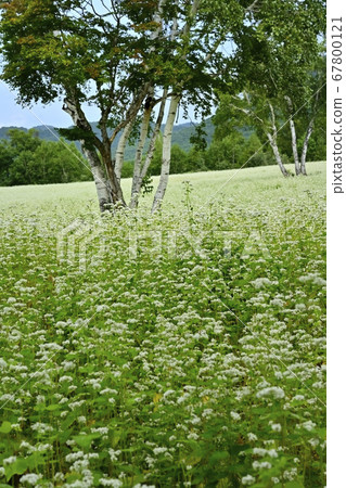 Birch tree in a buckwheat field with blooming flowers in Aizu Kogen Takaehara Birch tree in a buckwheat field with blooming flowers in Aizu Kogen Takaehara 67800121