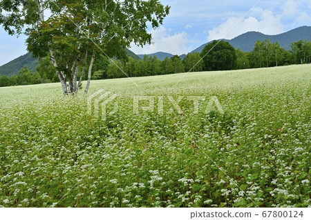 Birch tree in a buckwheat field with blooming flowers in Aizu Kogen Takaehara 67800124