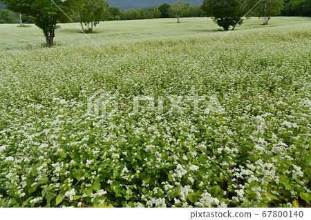 蕎麥田白樺樹與會津高原原在盛開的鮮花 67800140