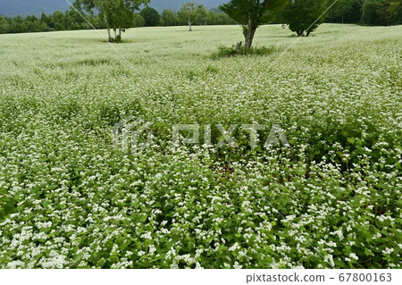 蕎麥田白樺樹與會津高原原在盛開的鮮花 67800163
