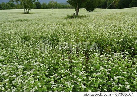 蕎麥田白樺樹與會津高原原在盛開的鮮花 蕎麥田白樺樹與會津高原原在盛開的鮮花 67800164