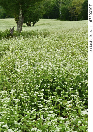 Birch tree in a buckwheat field with blooming flowers in Aizu Kogen Takaehara Birch tree in a buckwheat field with blooming flowers in Aizu Kogen Takaehara 67800167