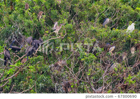 Great cormorant, night heron and great egret colony (flock) 67800690