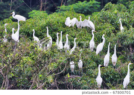 群白鷺（巢/殖民地） 67800701