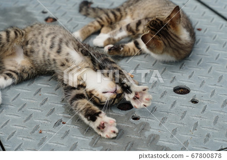 Kitten spending time in the rainy season 67800878