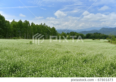 Aizu Kogen Takaehara Blossoming buckwheat field with white birch forest Aizu Kogen Takaehara Blossoming buckwheat field with white birch forest 67801873