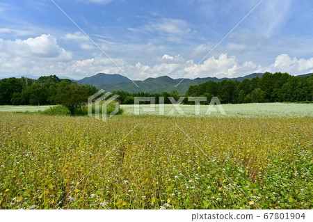 Aizu Kogen Takaehara's beginning to become fruit and flowering buckwheat field Aizu Kogen Takaehara's beginning to become fruit and flowering buckwheat field 67801904