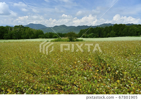 Aizu Kogen Takaehara's beginning to become fruit and flowering buckwheat field Aizu Kogen Takaehara's beginning to become fruit and flowering buckwheat field 67801905